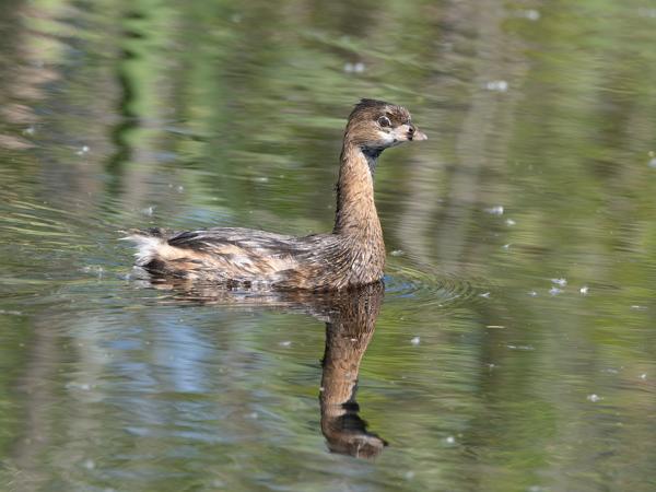 Pied-billed grebe (Podilymbus podiceps)